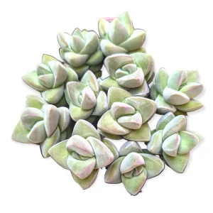 Crassula Moonglow Succulent Live Plant - Gray-Green Foliage - Potted Houseplant - Image 5