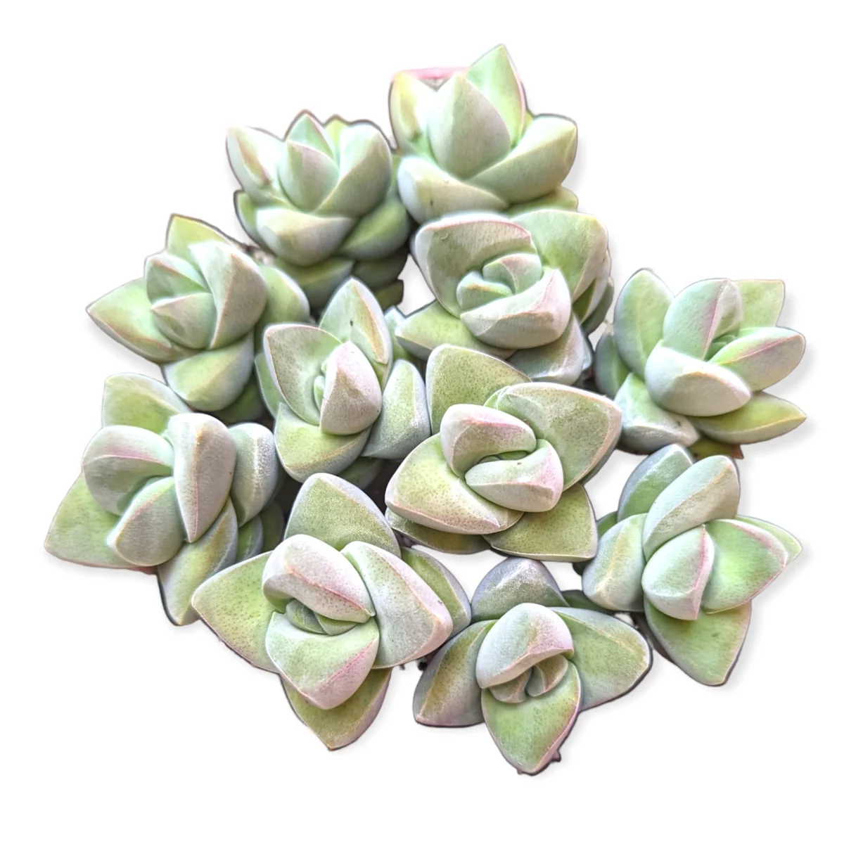 Crassula Moonglow Succulent Live Plant - Gray-Green Foliage - Potted Houseplant - Image 5