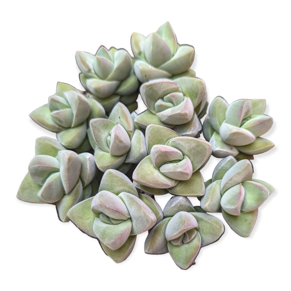 Crassula Moonglow Succulent Live Plant - Gray-Green Foliage - Potted Houseplant - Image 6