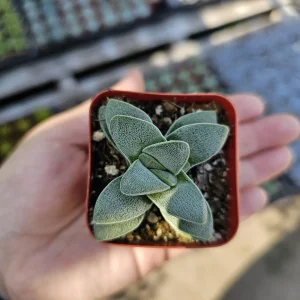 Crassula Morgan's Beauty Live Succulent Plant – 2 inch Pot – Indoor - Image 2