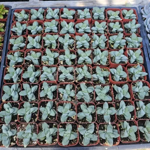 Crassula Morgan's Beauty Live Succulent Plant – 2 inch Pot – Indoor - Image 3