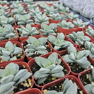 Crassula Morgan's Beauty Live Succulent Plant – 2 inch Pot – Indoor - Image 1