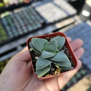 Crassula Morgan's Beauty Live Succulent Plant – 2 inch Pot – Indoor - Image 4