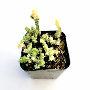 Crassula muscosa f. variegata 'Watch Chain' Succulent Live Plant Indoor - Image 2