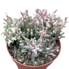 Crassula Muscosa Variegata 'Watch Chain' Succulent Plant Live - Indoor/Outdoor - Image 1