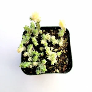 Crassula Muscosa Variegata 'Watch Chain' Succulent Plant Live - Indoor/Outdoor - Image 3