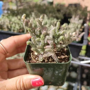 Crassula Muscosa Variegata 'Watch Chain' Succulent Plant Live - Indoor/Outdoor - Image 5