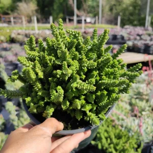 Crassula muscosa 'Watch Chain' Succulent Live Plant - Easy Care Indoor - Image 1