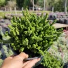 Crassula muscosa 'Watch Chain' Succulent Live Plant - Easy Care Houseplant - Image 1
