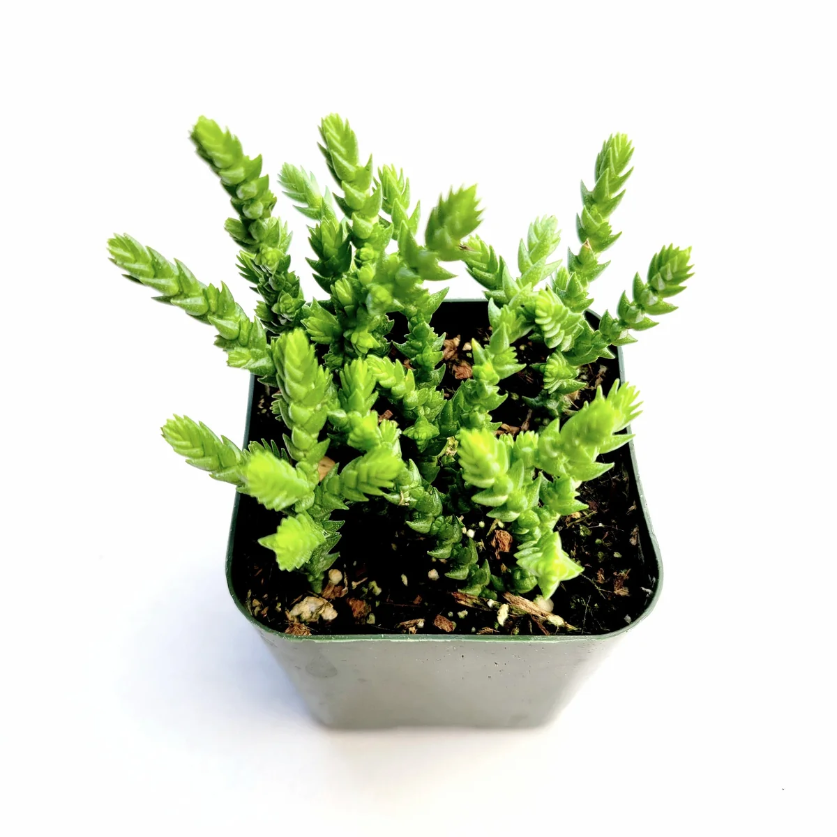 Crassula muscosa 'Watch Chain' Succulent Live Plant - Easy Care Houseplant - Image 3