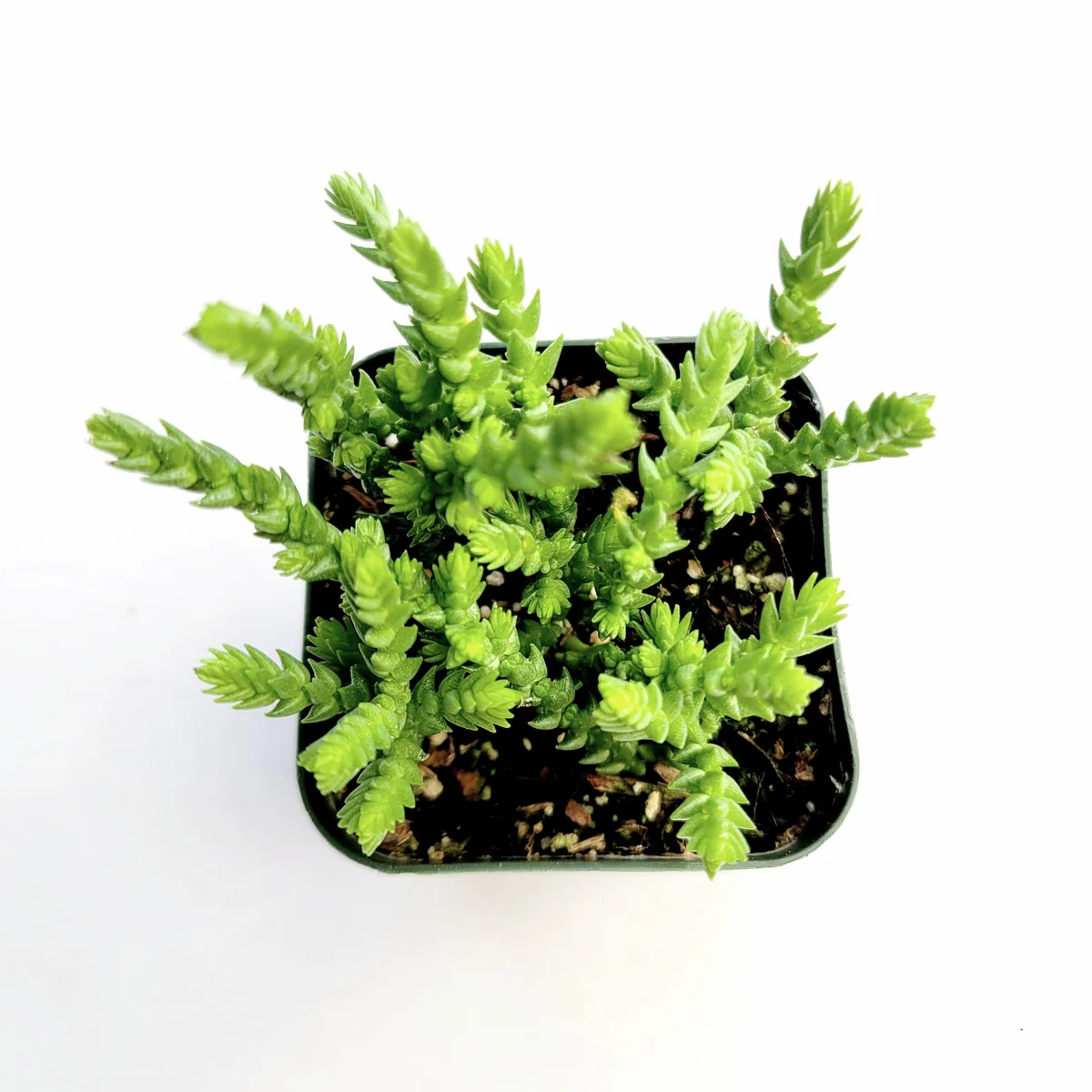 Crassula muscosa 'Watch Chain' Succulent Live Plant - Easy Care Houseplant - Image 4