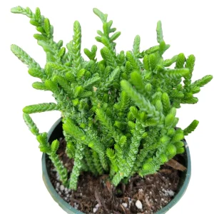 Crassula muscosa 'Watch Chain' Succulent Live Plant - Easy Care Indoor - Image 5