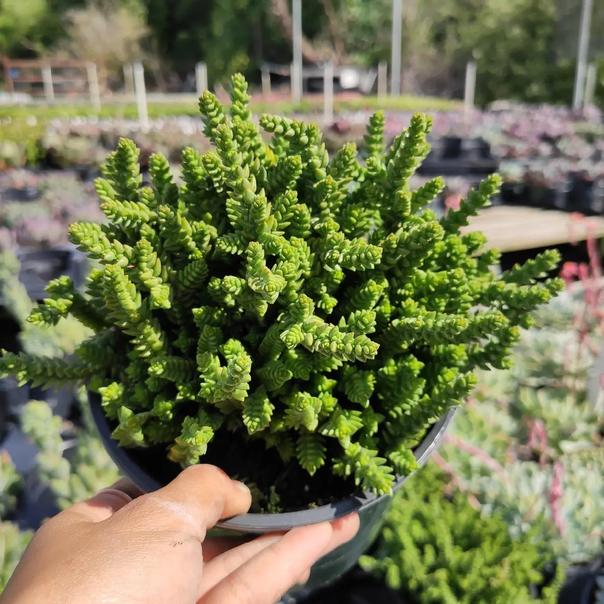 Crassula muscosa 'Watch Chain' Succulent Live Plant - Easy Care Houseplant - Image 1