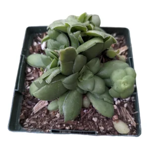 Crassula orbicularis Succulent Live Plant – Easy Care, Beginner Friendly - Image 3