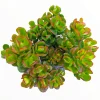 Crassula ovata 'Baby Jade' Succulent Live Plant - Easy Care Potted Houseplant - Image 1