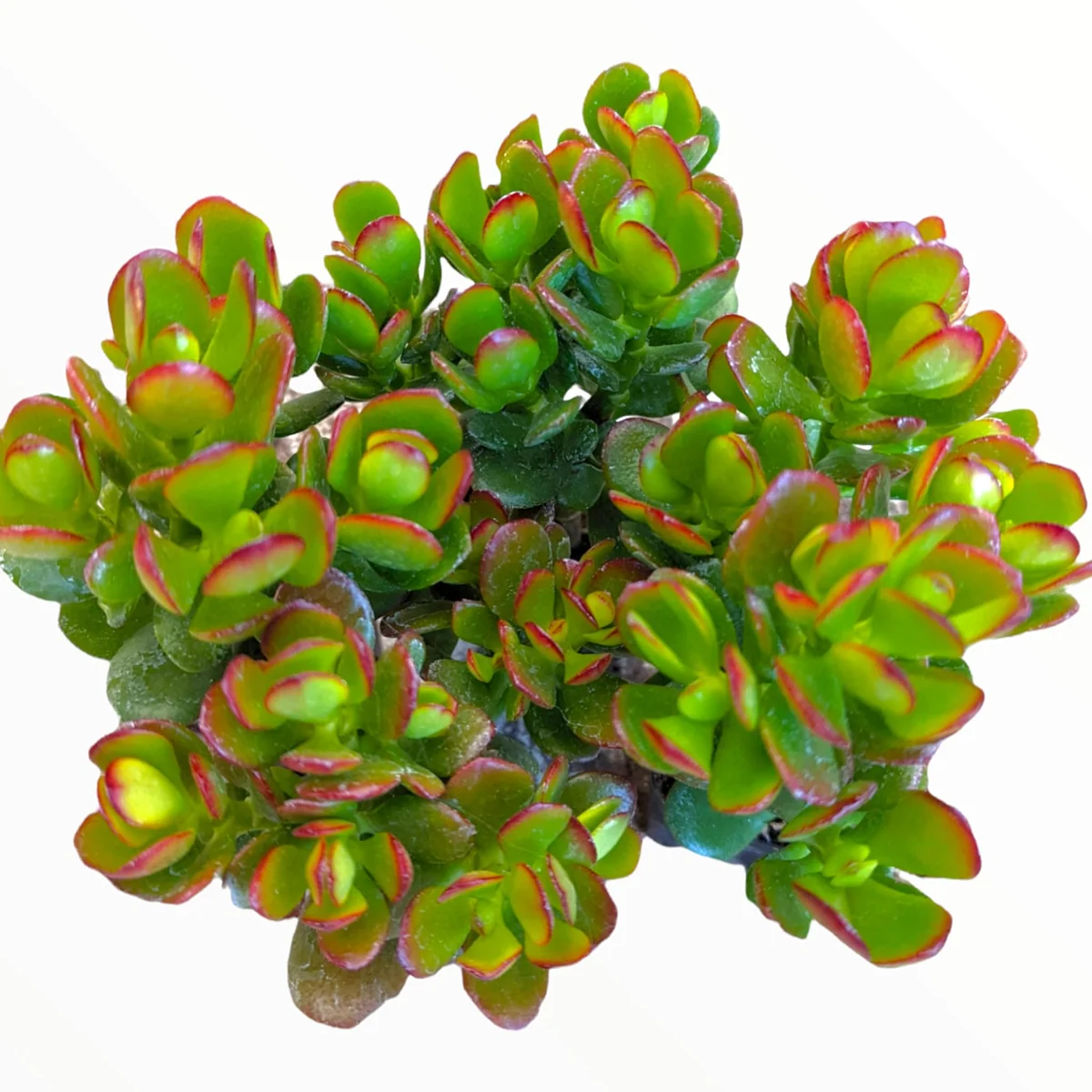 Crassula ovata 'Baby Jade' Succulent Live Plant - Easy Care Potted Houseplant - Image 2