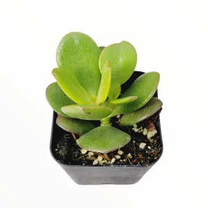 Crassula ovata 'Baby Jade' Succulent Live Plant - Easy Care Potted Houseplant - Image 3