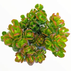 Crassula ovata 'Baby Jade' Succulent Live Plant - Easy Care Potted Houseplant - Image 1