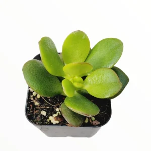 Crassula ovata 'Baby Jade' Succulent Live Plant - Easy Care Potted Houseplant - Image 4