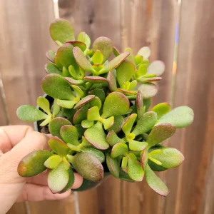 Crassula ovata 'Baby Jade' Succulent Live Plant - Easy Care Potted Houseplant - Image 5