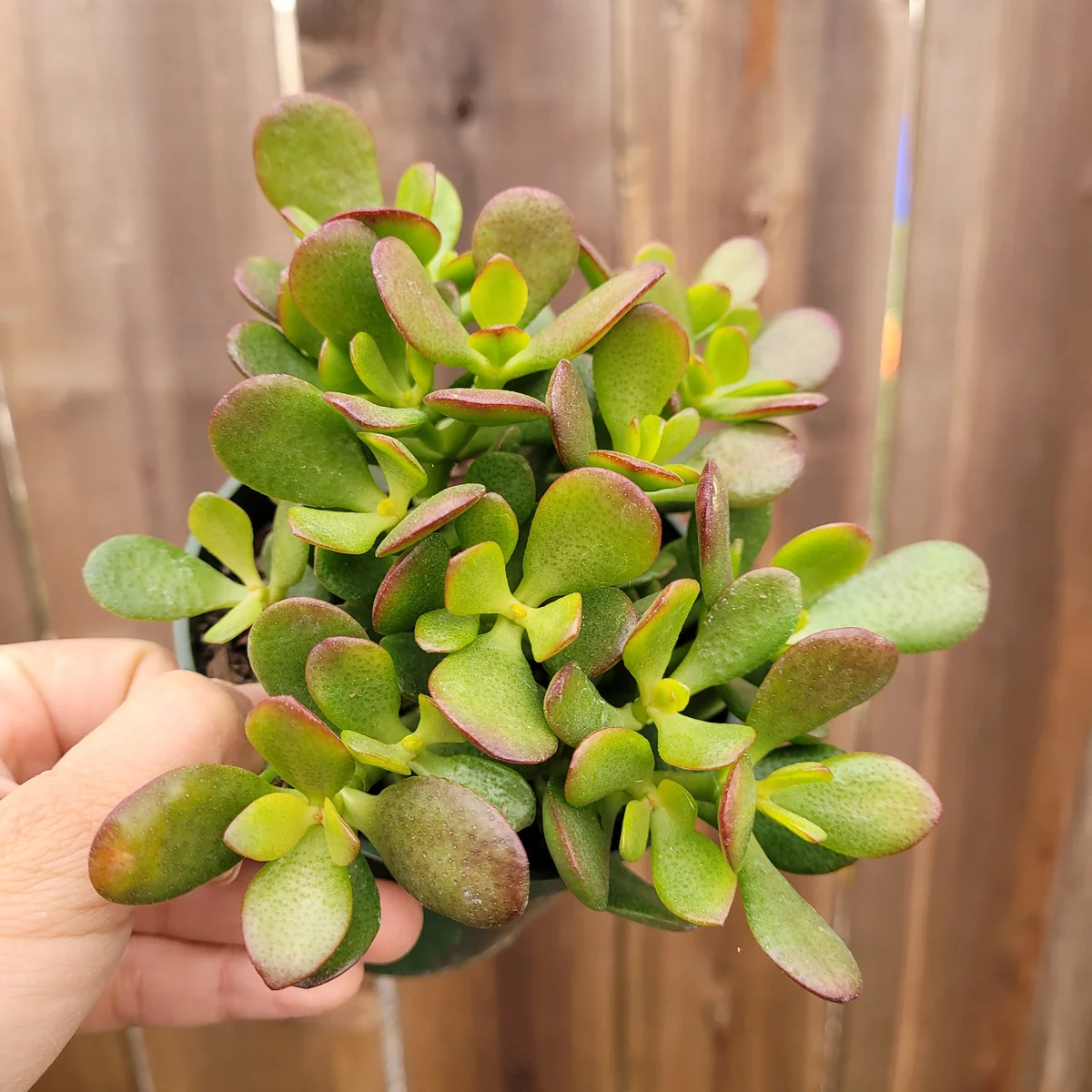 Crassula ovata 'Baby Jade' Succulent Live Plant - Easy Care Potted Houseplant - Image 5