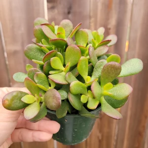 Crassula ovata 'Baby Jade' Succulent Live Plant - Easy Care Potted Houseplant - Image 6