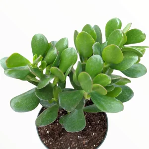Crassula ovata - Classic Jade Succulent Live Plant | Drought-Tolerant Houseplant - Image 2
