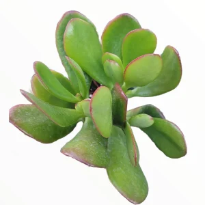 Crassula ovata - Classic Jade Succulent Live Plant | Drought-Tolerant Houseplant - Image 1