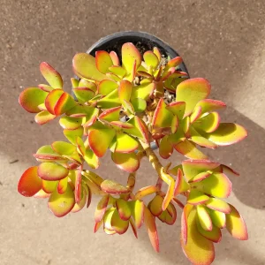 Crassula ovata - Classic Jade Succulent Live Plant | Drought-Tolerant Houseplant - Image 4