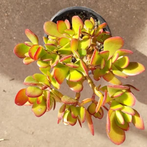 Crassula ovata - Classic Jade Succulent Live Plant | Drought-Tolerant Houseplant - Image 5