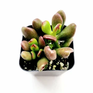 Crassula ovata 'ET's Fingers' Jade Succulent Live Plant - Image 1