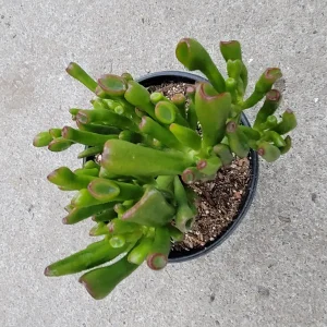 Crassula ovata 'ET's Fingers' Jade Succulent Live Plant - Image 6