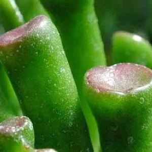 Crassula Ovata Gollum Live Plant - Shrek's Ear Jade - 2.5