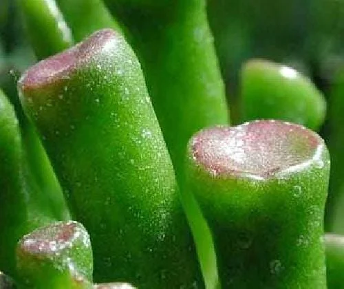 Crassula Ovata Gollum Live Plant - Shrek's Ear Jade - 2.5" Pot Houseplant - Image 2