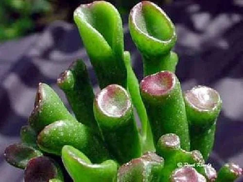 Crassula Ovata Gollum Live Plant - Shrek's Ear Jade - 2.5" Pot Houseplant - Image 3