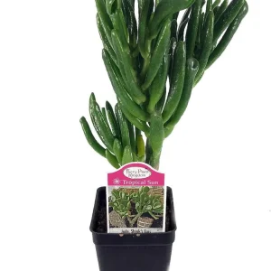 Crassula Ovata Gollum Live Plant - Shrek's Ear Jade - 2.5" Pot Houseplant - Image 1