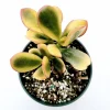 Crassula ovata 'Hummel's Sunset' Golden Jade Variegated Succulent Live Plant - Image 1