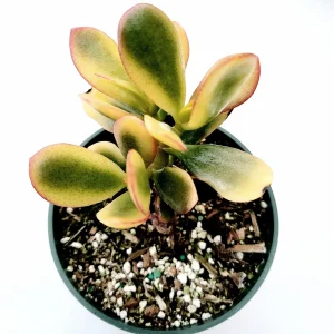 Crassula ovata 'Hummel's Sunset' Golden Jade Variegated Succulent Live Plant - Image 2