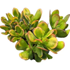 Crassula ovata 'Hummel's Sunset' Golden Jade Variegated Succulent Live Plant - Image 3