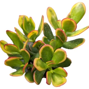 Crassula ovata 'Hummel's Sunset' Golden Jade Variegated Succulent Live Plant - Image 5