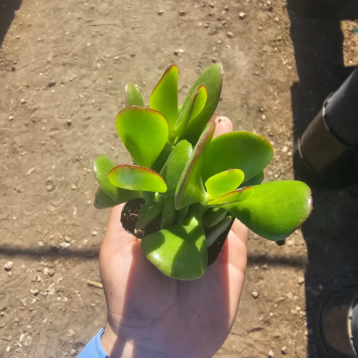 Crassula ovata Jade Plant Live Houseplant – 2 inch Pot – Indoor Succulent - Image 3