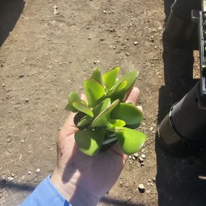 Crassula ovata Jade Plant Live Houseplant – 2 inch Pot – Indoor Succulent - Image 1