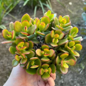 Crassula Ovata Jade Plant - Live Succulent Houseplant in 4'' Pot - Image 1