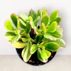 Crassula ovata 'Lemon and Lime' Variegated Jade Succulent Live Plant | 2-4 Inch Pot - Image 1