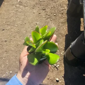 Crassula Ovata Succulent Live Plant - Jade Plant in 2in Pot - Low Maintenance Indoor - Image 2