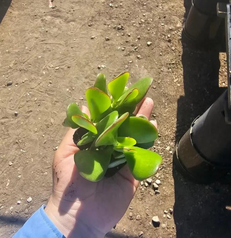 Crassula Ovata Succulent Live Plant - Jade Plant in 2in Pot - Low Maintenance Indoor - Image 2