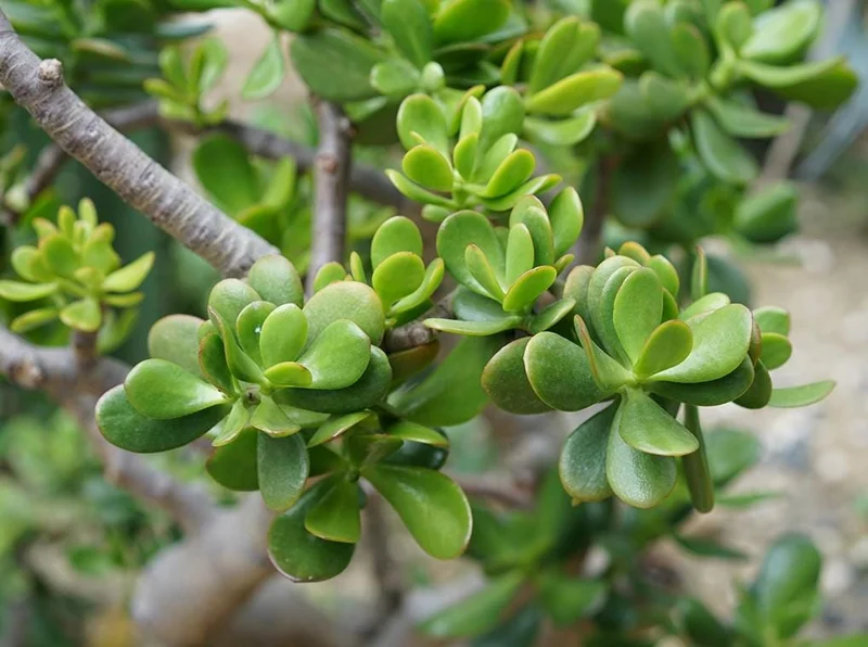 Crassula Ovata Succulent Live Plant - Jade Plant in 2in Pot - Low Maintenance Indoor - Image 4