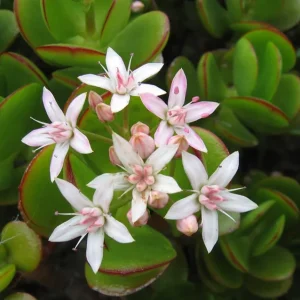 Crassula Ovata Succulent Live Plant - Jade Plant in 2in Pot - Low Maintenance Indoor - Image 5