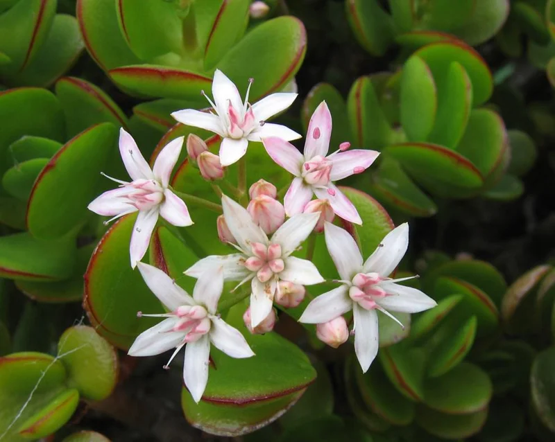 Crassula Ovata Succulent Live Plant - Jade Plant in 2in Pot - Low Maintenance Indoor - Image 5