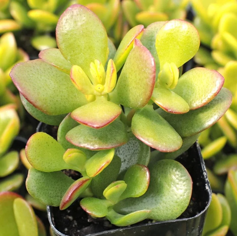 Crassula Ovata Succulent Live Plant - Jade Plant in 2in Pot - Low Maintenance Indoor - Image 1
